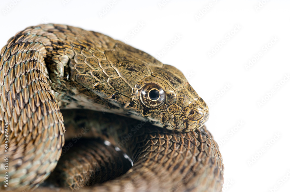 Fototapeta premium Dice snake (Natrix tessellata) on white background, Italy.