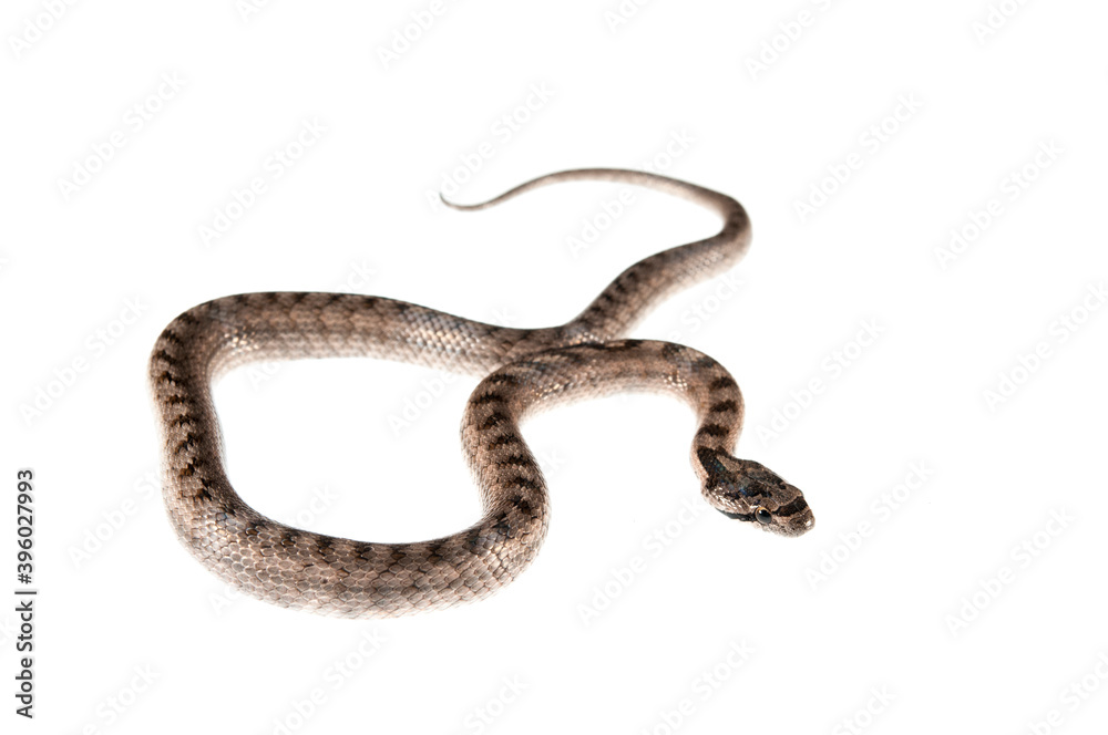 Southern smooth snake (Coronella girondica) on white background, Italy. Southern smooth snake (Coronella girondica) on white background, Italy.