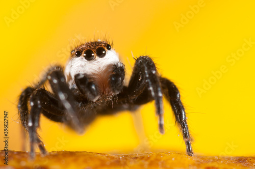 Jumping spider (Phlegra bresnieri), Italy.