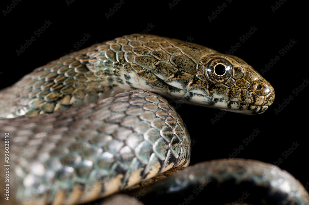 Dice snake (Natrix tessellata) on black background, Italy. Dice snake (Natrix tessellata) on black background, Italy.