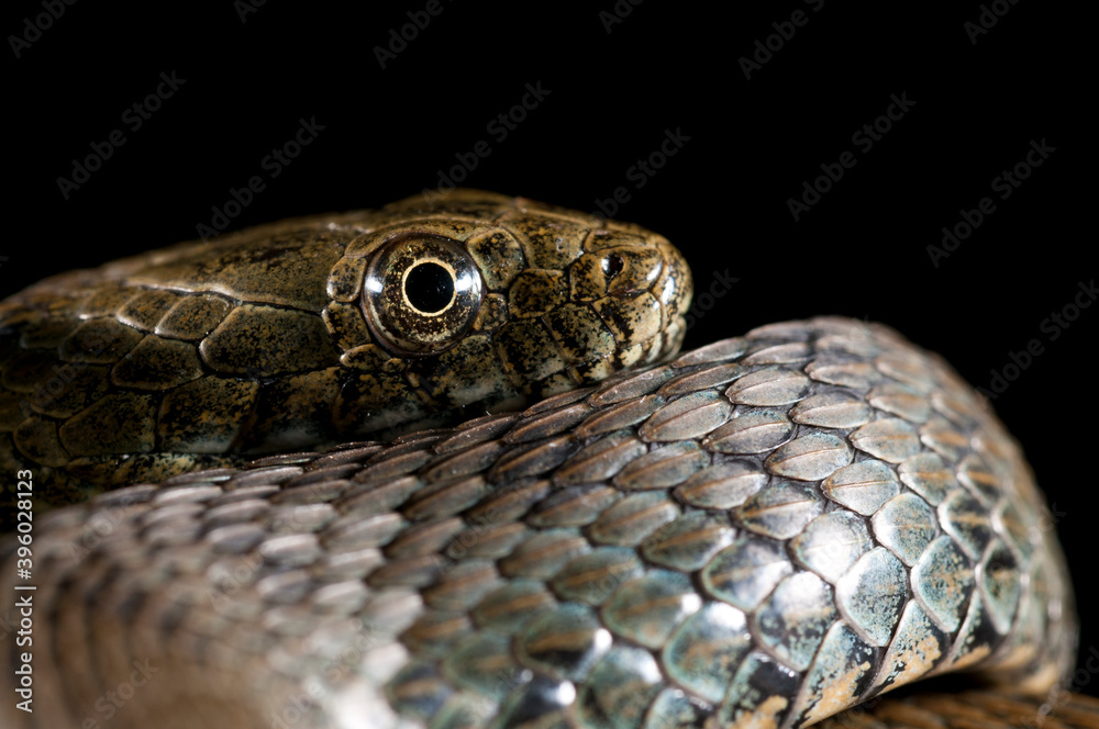 Dice snake (Natrix tessellata) on black background, Italy. Dice snake (Natrix tessellata) on black background, Italy.
