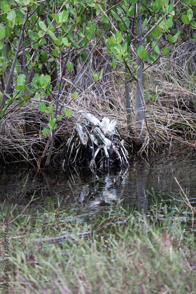 Obraz premium river in the forest