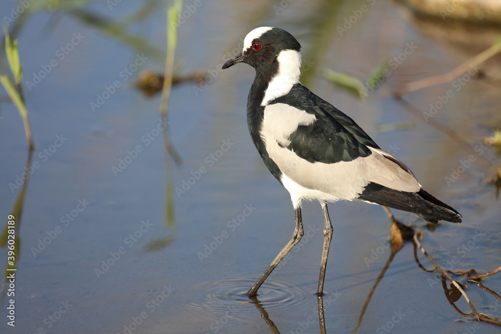 Waffenkiebitz / Blacksmith plover / Vanellus armatus Waffenkiebitz / Blacksmith plover / Vanellus armatus