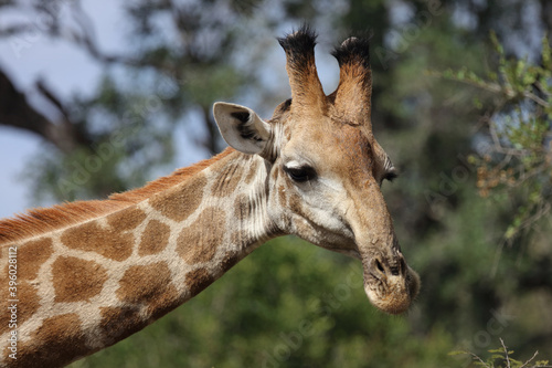 Canvas Print Giraffe / Giraffe / Giraffa Camelopardalis