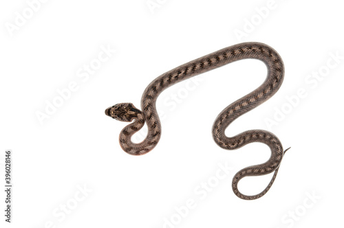 Southern smooth snake (Coronella girondica) on white background, Italy.