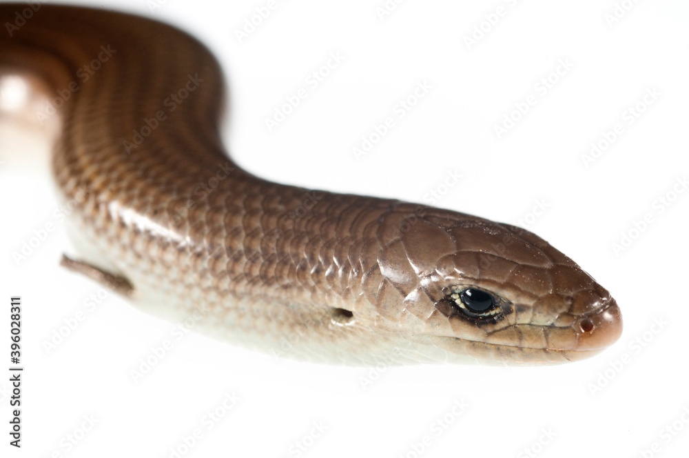 Italian three-toed skink (chalcides chalcides) on white background. Italian three-toed skink (chalcides chalcides) on white background.