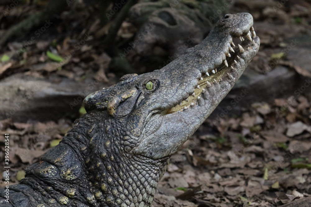 Fototapeta premium Close up head crocodile is show mouse in thailand. (focus eye)