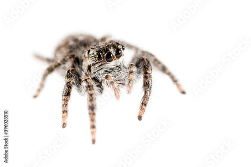 Jumping spider (Philaeus chrysops) on white background