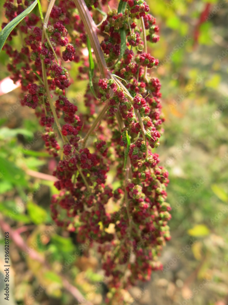 Red Quinoa is blooming in the educational farm in the winter Red Quinoa is blooming in the educational farm in the winter