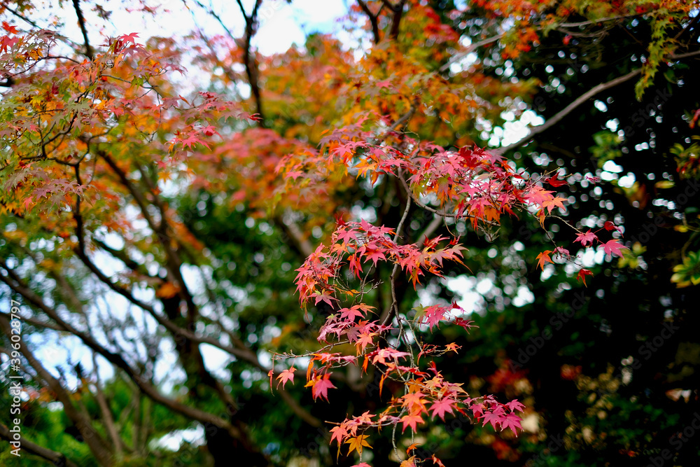 【京都】蹴上インクラインと紅葉 【京都】蹴上インクラインと紅葉