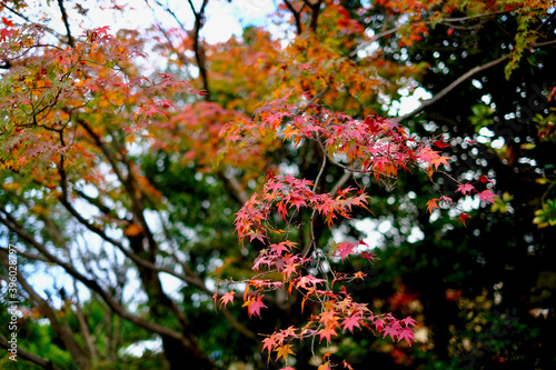 【京都】蹴上インクラインと紅葉