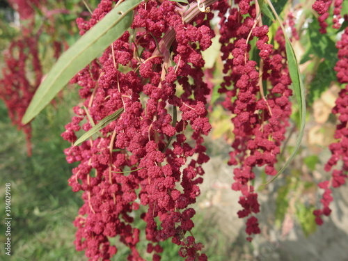 Red Quinoa of educational farm blooming in the winter design for  bumper harvest concept