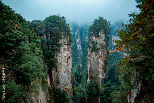 Amazing landscape of mountain and forest in the foggy at Wulingyuan  Hunan  China. Wulingyuan Scenic and Historic Interest Area which was designated a UNESCO World Heritage Site in China