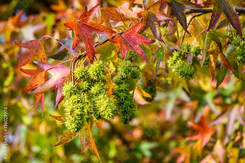 Closeup of American Sweet Gum tree turning colors in the fall, spiky seed pods
 photo