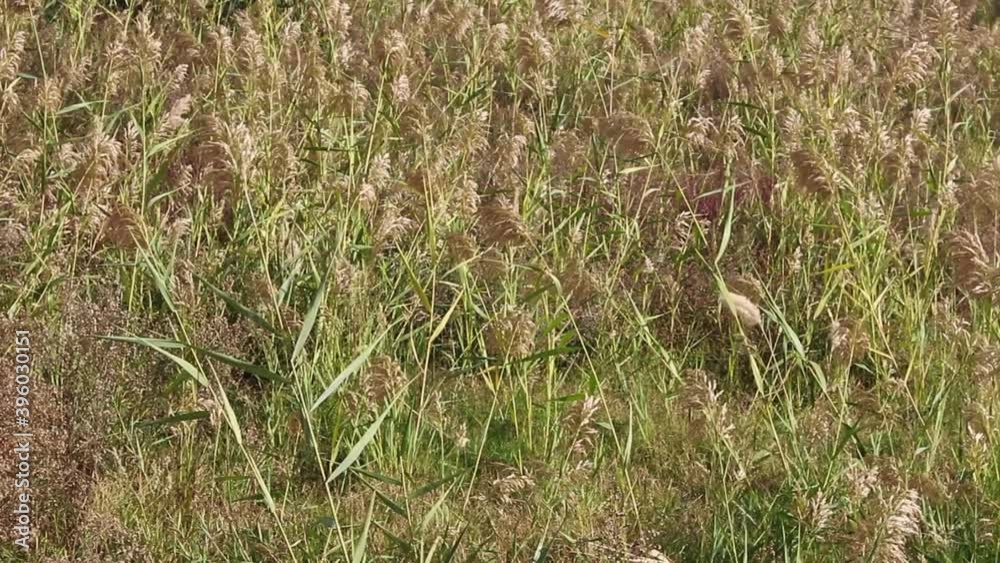 Dracaena Fragrans (Corn plants) swing by wind in summer. Dracaena Fragrans (Corn plants) swing by wind in summer.