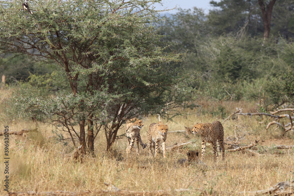 Gepard / Cheetah / Acinonyx jubatus Gepard / Cheetah / Acinonyx jubatus