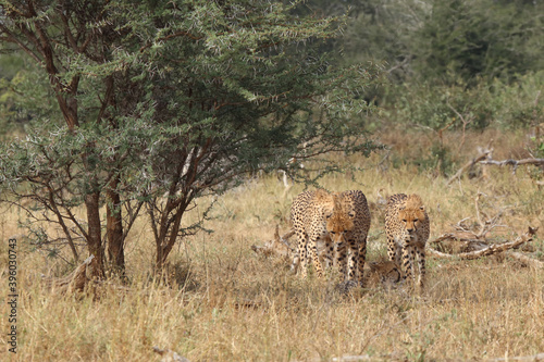 Gepard   Cheetah   Acinonyx jubatus