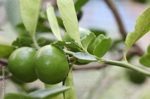 Citrus aurantifolia Swingle Fruit are growing