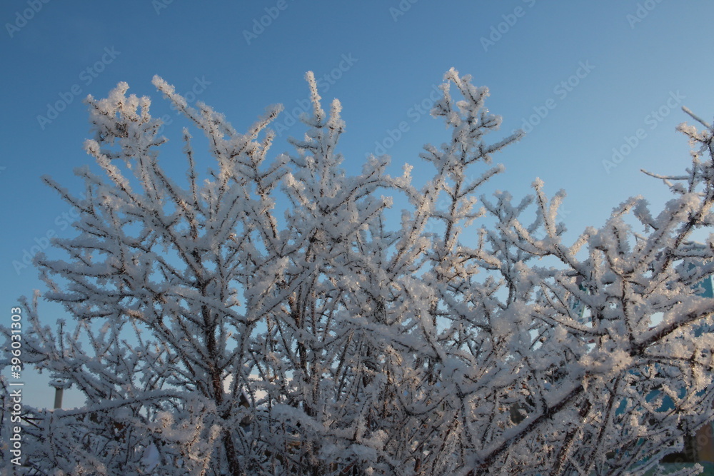 fluffy white frost ice crystals of snow in winter on tree branches