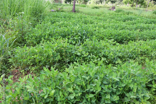 Arachis hypogaea are growing and Planting without chemicals photo