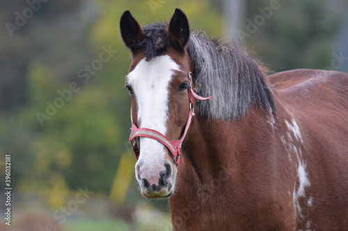 Photography Fall scene of  a Clydesdale horse with burdocks in mane