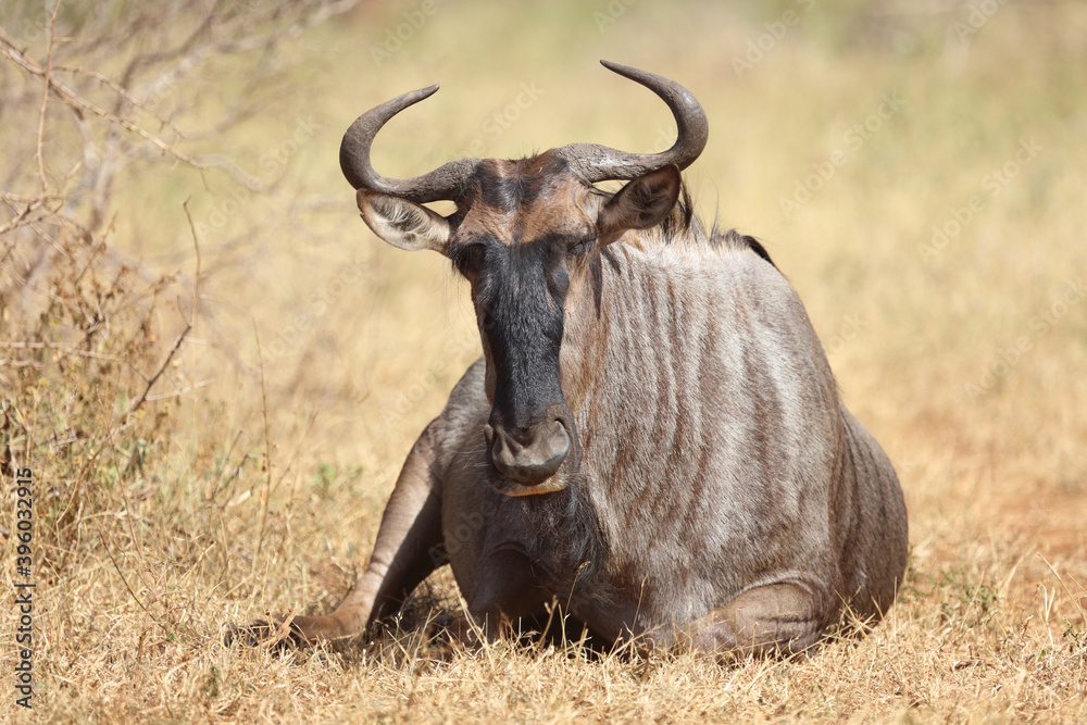 Streifengnu / Blue wildebeest / Connochaetes taurinus Streifengnu / Blue wildebeest / Connochaetes taurinus