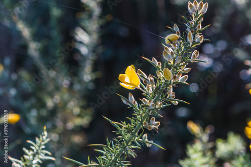 Gorse (Ulex europaeus) in bloom with autumn photo