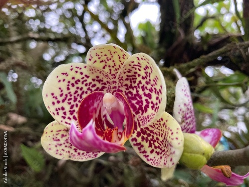orquídea branca e rosa