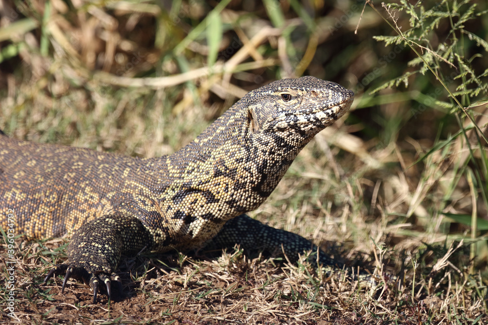 Nilwaran / Nile monitor / Varanus niloticus Nilwaran / Nile monitor / Varanus niloticus