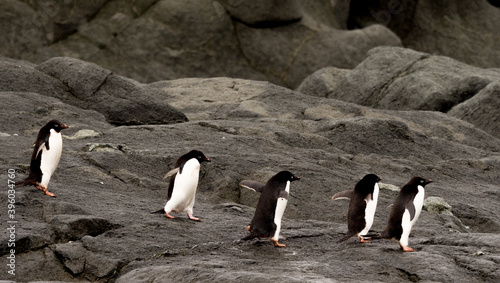 Row of 5 Adelie penguins walking across black rocks in Antarctica