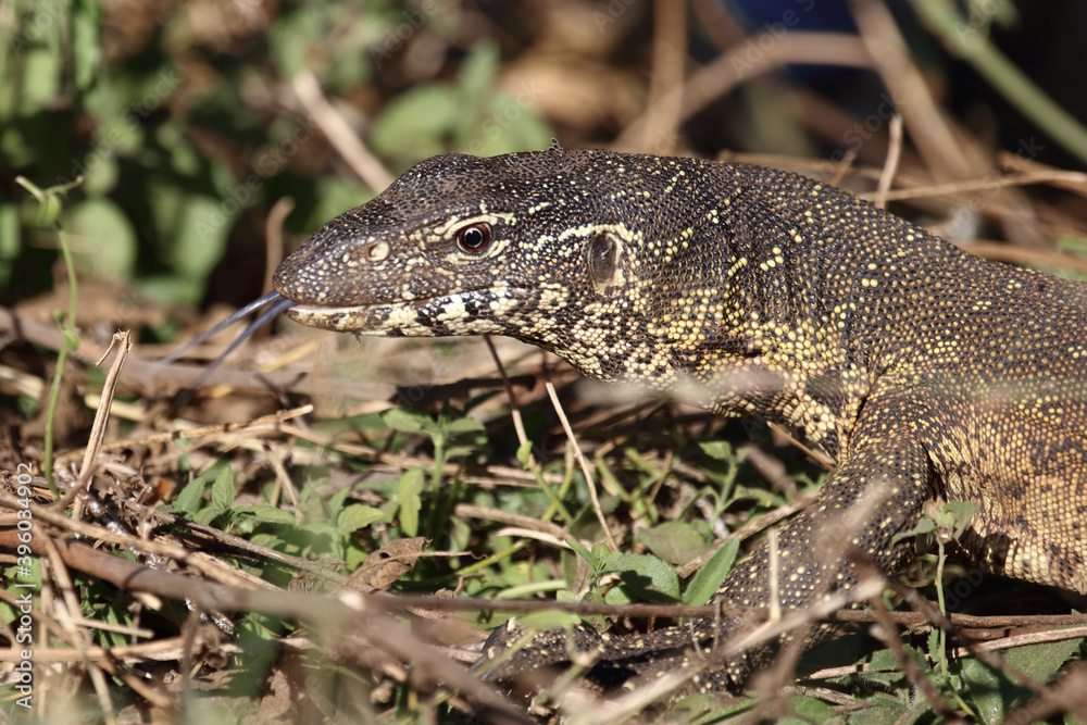 Nilwaran / Nile monitor / Varanus niloticus Nilwaran / Nile monitor / Varanus niloticus
