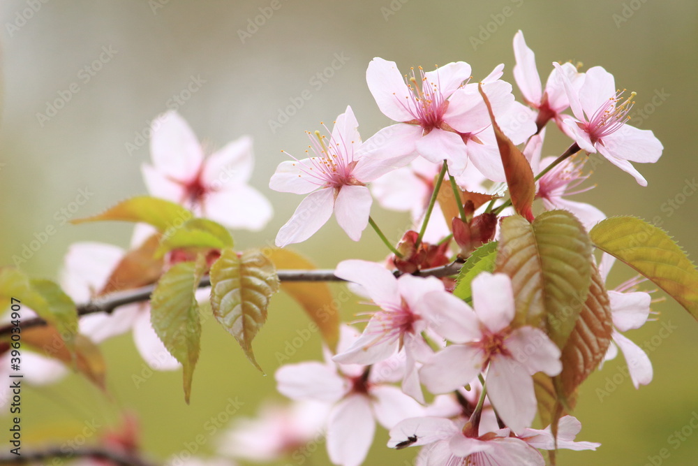 Obraz premium 山桜
