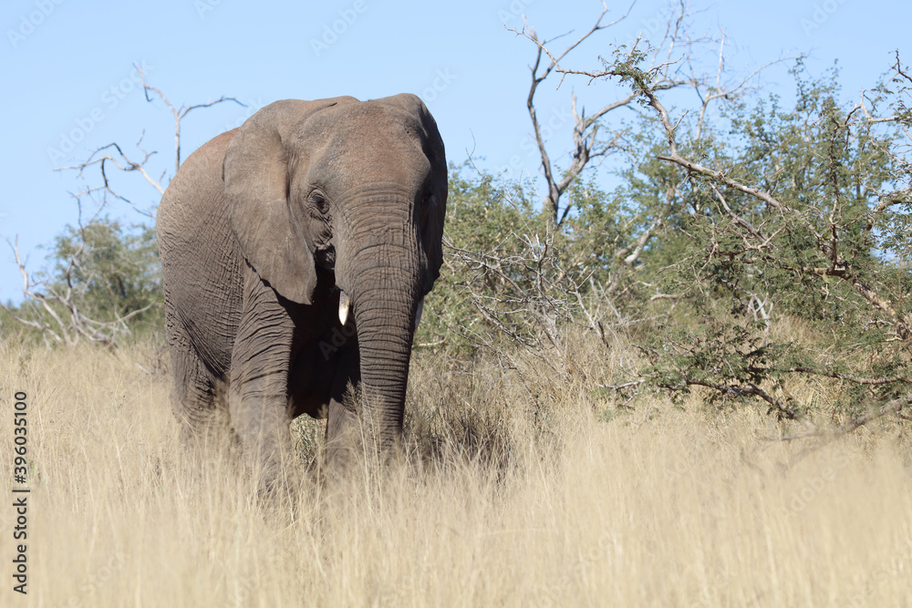 Afrikanischer Elefant / African elephant / Loxodonta africana