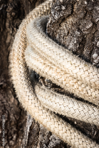 Rope arround a tree trunk