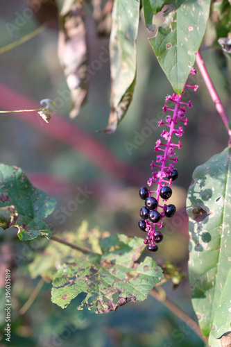 Vertical selective focus shot of a poisonous plant American lakonos on a blurred background photo