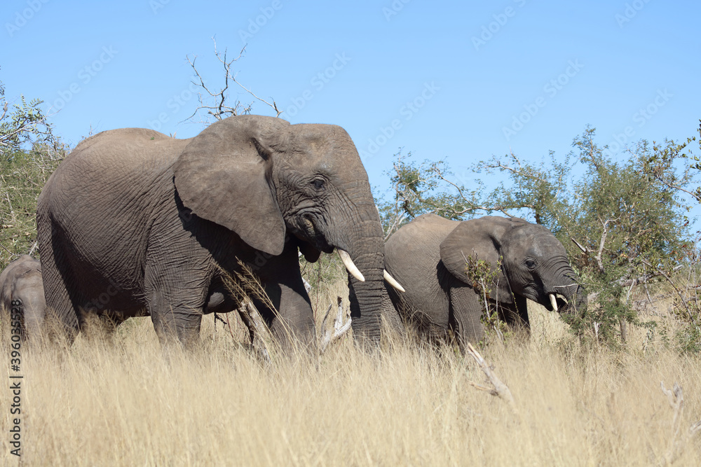 Obraz premium Afrikanischer Elefant / African elephant / Loxodonta africana