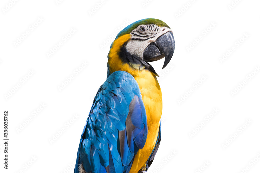 Bird Blue-and-yellow macaw isolate white background