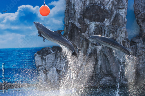 Dolphin Jumping in show Bangkok Thaiiland photo