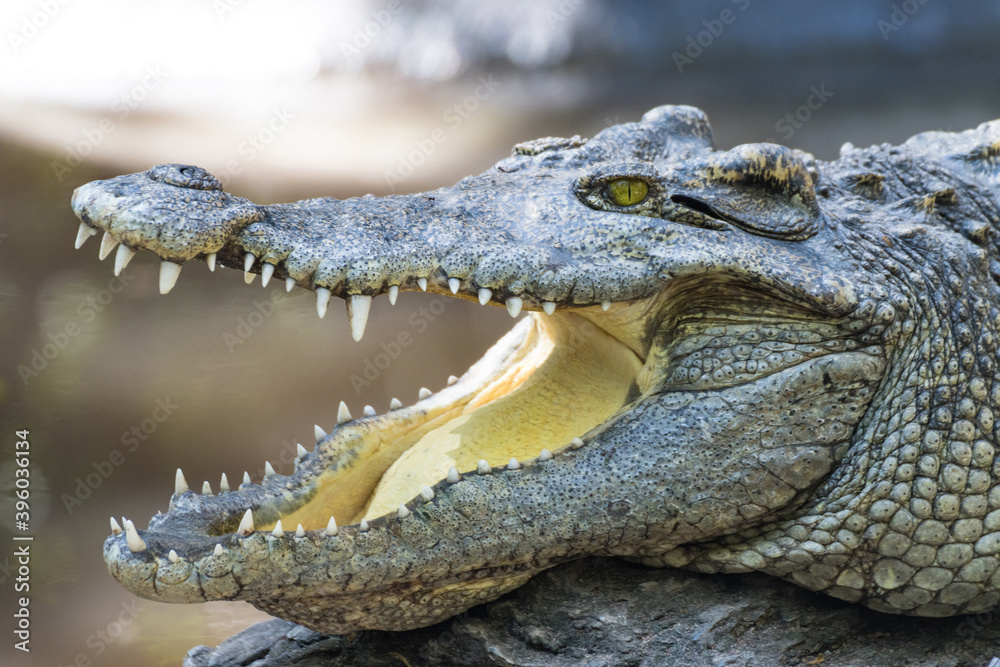 Fototapeta premium close up crocodile with open mouth