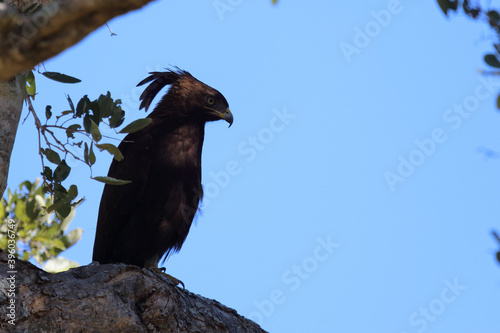 Schopfadler / Long-crested eagle / Lophaetus occipitalis photo