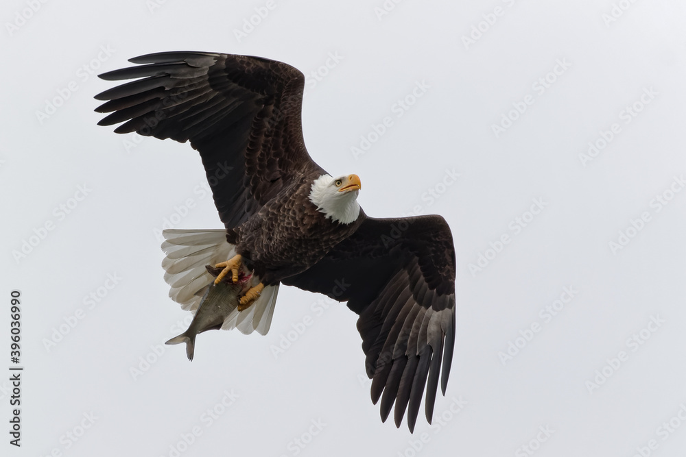 Fototapeta premium Bald Eagle Carrying a Fish