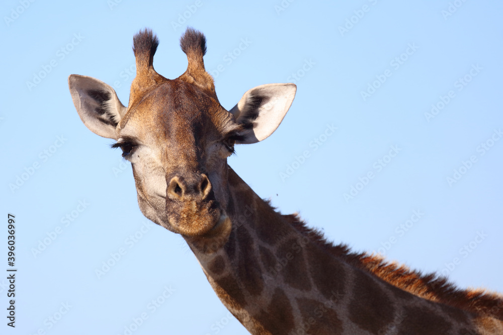 Giraffe / Giraffe / Giraffa Camelopardalis Giraffe / Giraffe / Giraffa Camelopardalis