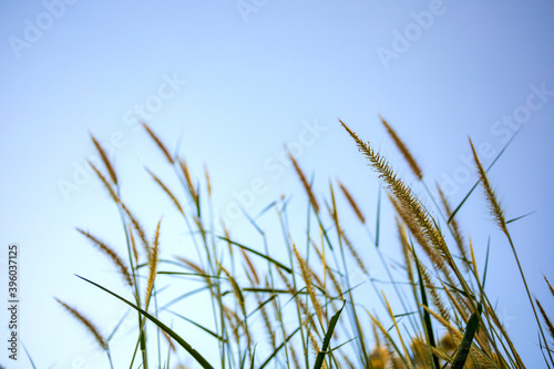 Beautiful grass flowers in bright blue sky background.