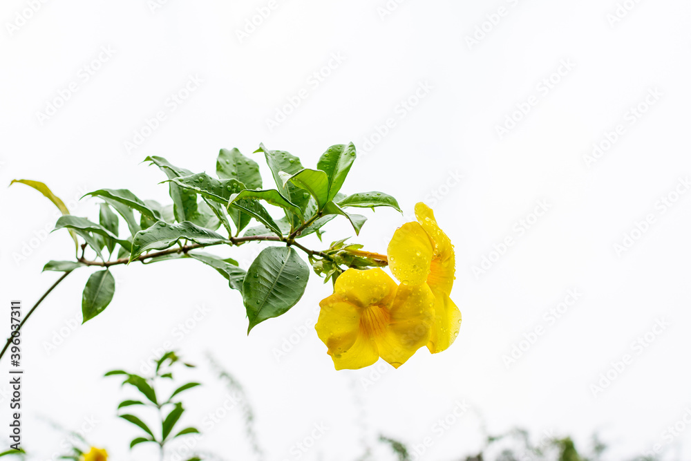 Fototapeta premium yellow bell Allamanda cathartica flower, also called golden trumpet flower with raindrops after raining in the springtime.