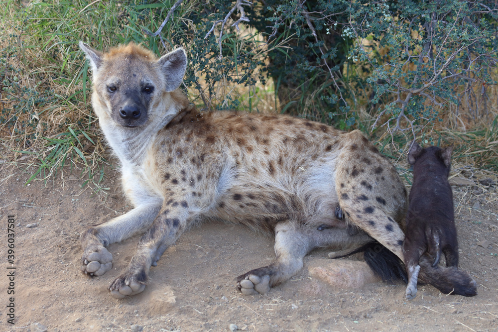 Tüpfelhyäne / Spotted Hyaena / Crocuta crocuta. Tüpfelhyäne / Spotted Hyaena / Crocuta crocuta.