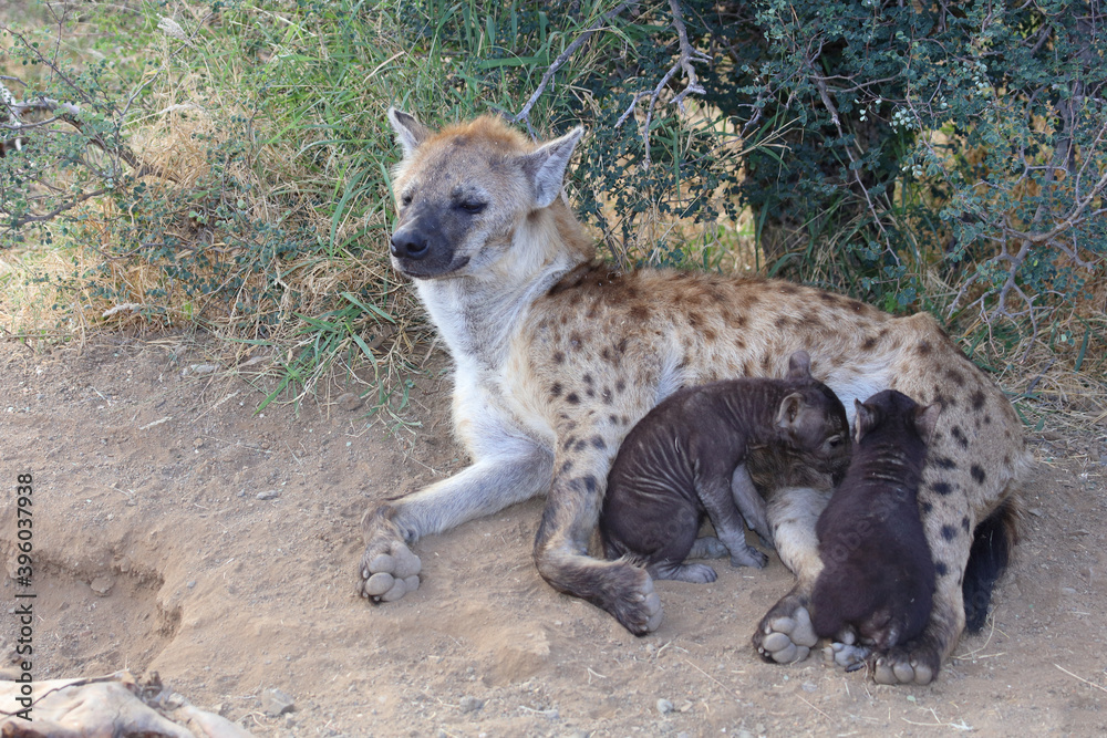 Tüpfelhyäne / Spotted Hyaena / Crocuta crocuta. Tüpfelhyäne / Spotted Hyaena / Crocuta crocuta.