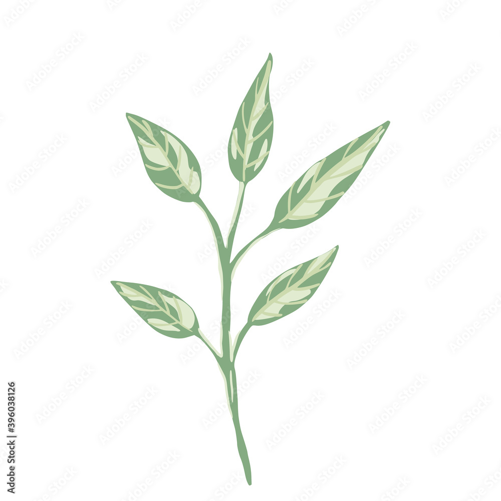 Foliage on twigs isolated on white background. Scandinavian botanical green color sketch in hand drawn.