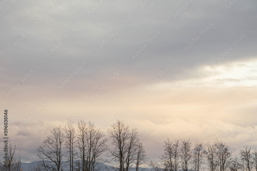 冬の夕方 ニセアカシアの大木と空 冬の夕方 ニセアカシアの大木と空