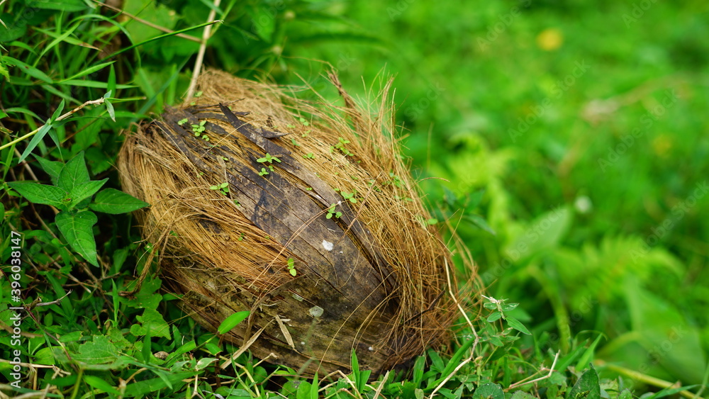 nest on the grass nest on the grass
