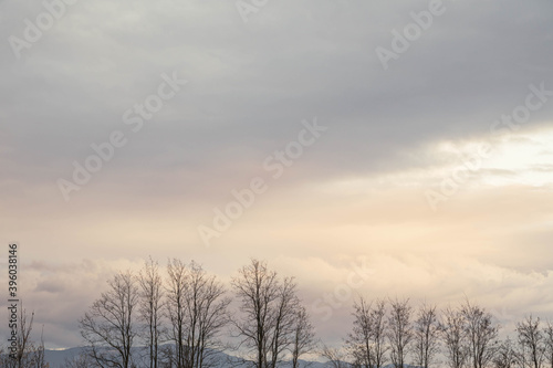 冬の夕方 ニセアカシアの大木と空